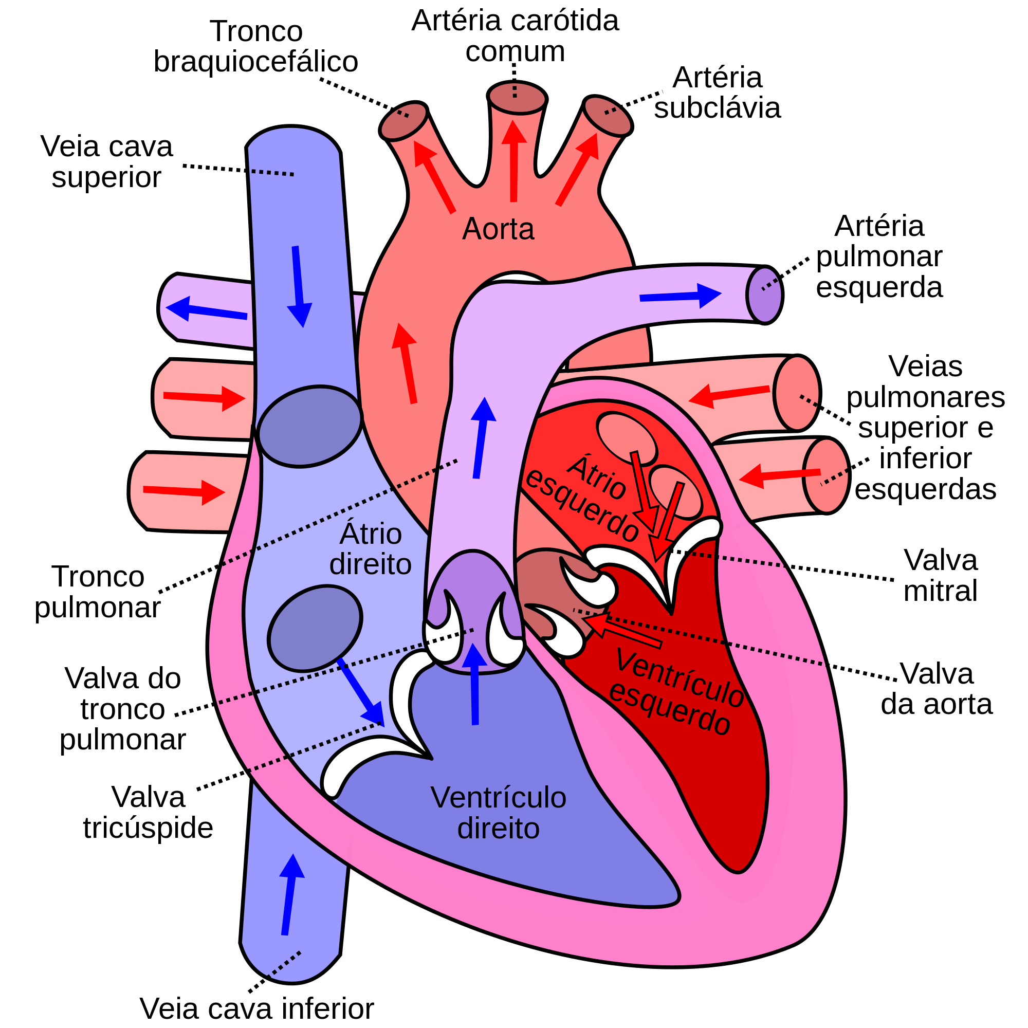 o que é coração miocárdio