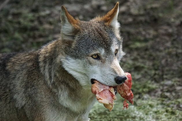 Alimentação dos Lobos