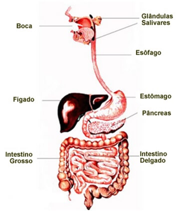 órgãos do sistema digestório