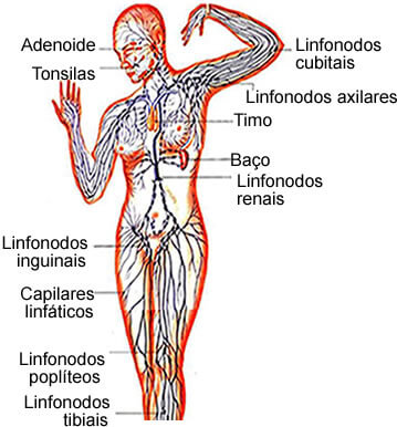 órgãos do sistema linfático