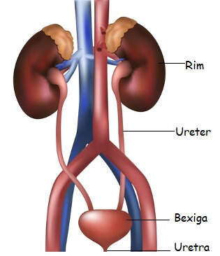 órgãos do sistema urinário