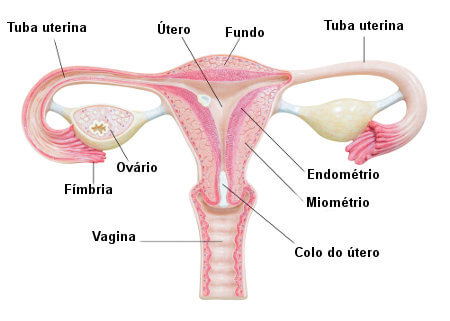 órgãos do sistema reprodutor feminino