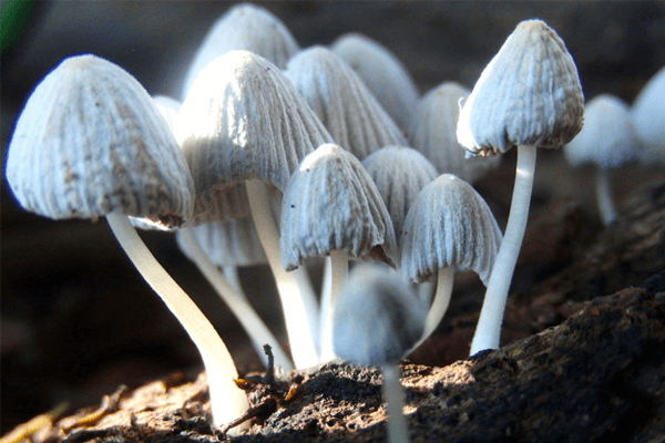 Reino Fungi: o que é, principais características e mais