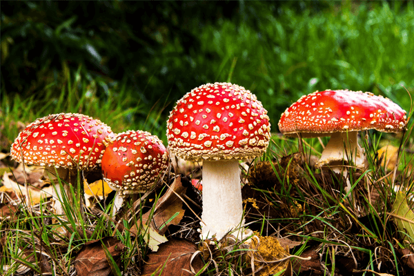 Reino Fungi: o que é, principais características e mais