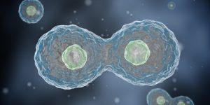 mitose divisão celular