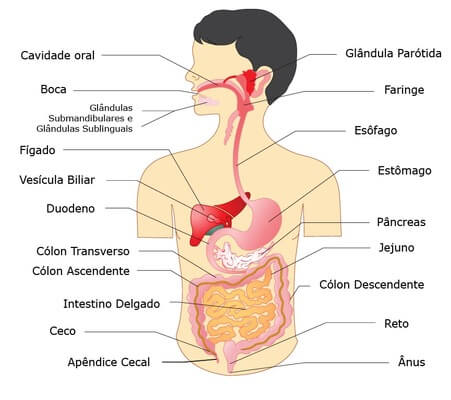 sistema digestivo esquema