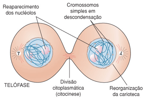 telófase mitose