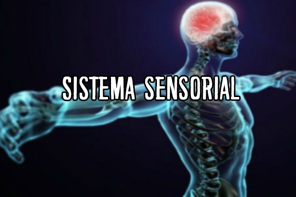 Sistema sensorial