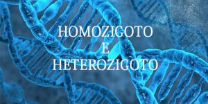 homozigoto heterozigoto