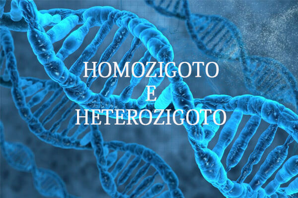 homozigoto heterozigoto