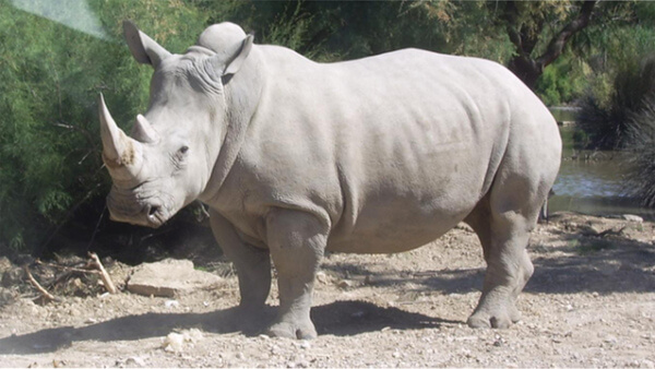 Rinoceronte-branco-do-norte