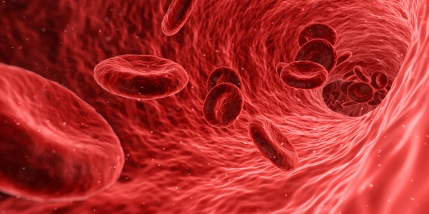 Vasos sanguíneos