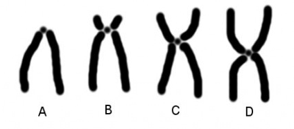 Cromossomos