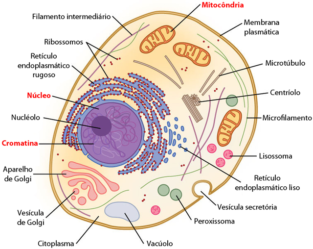 como localizar uma mitocôndria na célula?