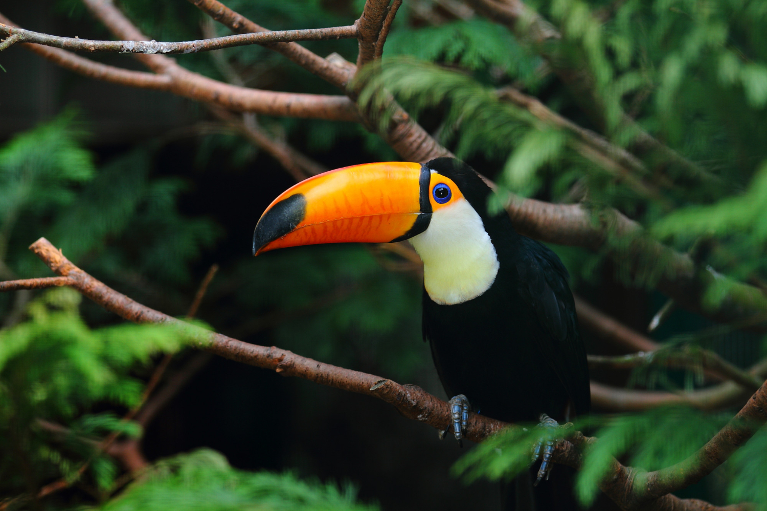 Animais que podem ser encontrados em Florestas Tropicais (Imagem: WireStock/FreePik.com)