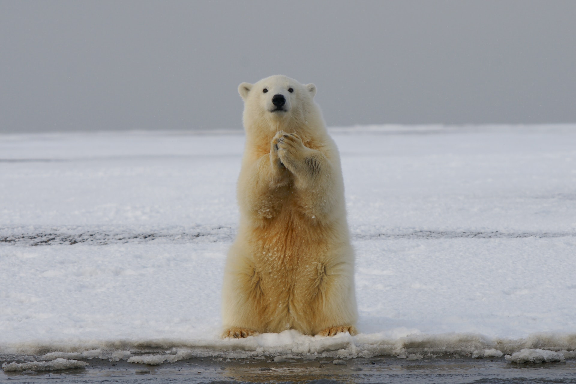7 animais que podem ser encontrados na Tundra (Imagem: Hans-Jurgen Mager/Unsplash)