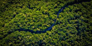 Floresta Amazônica Por que ela é tão importante (Imagem: Vlad Hilitanu/Unsplash)