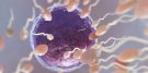 Fases da Espermatogênese Humana - Proliferação, Crescimento, Maturação, Espermiogênese (Imagem: FreePik.com)