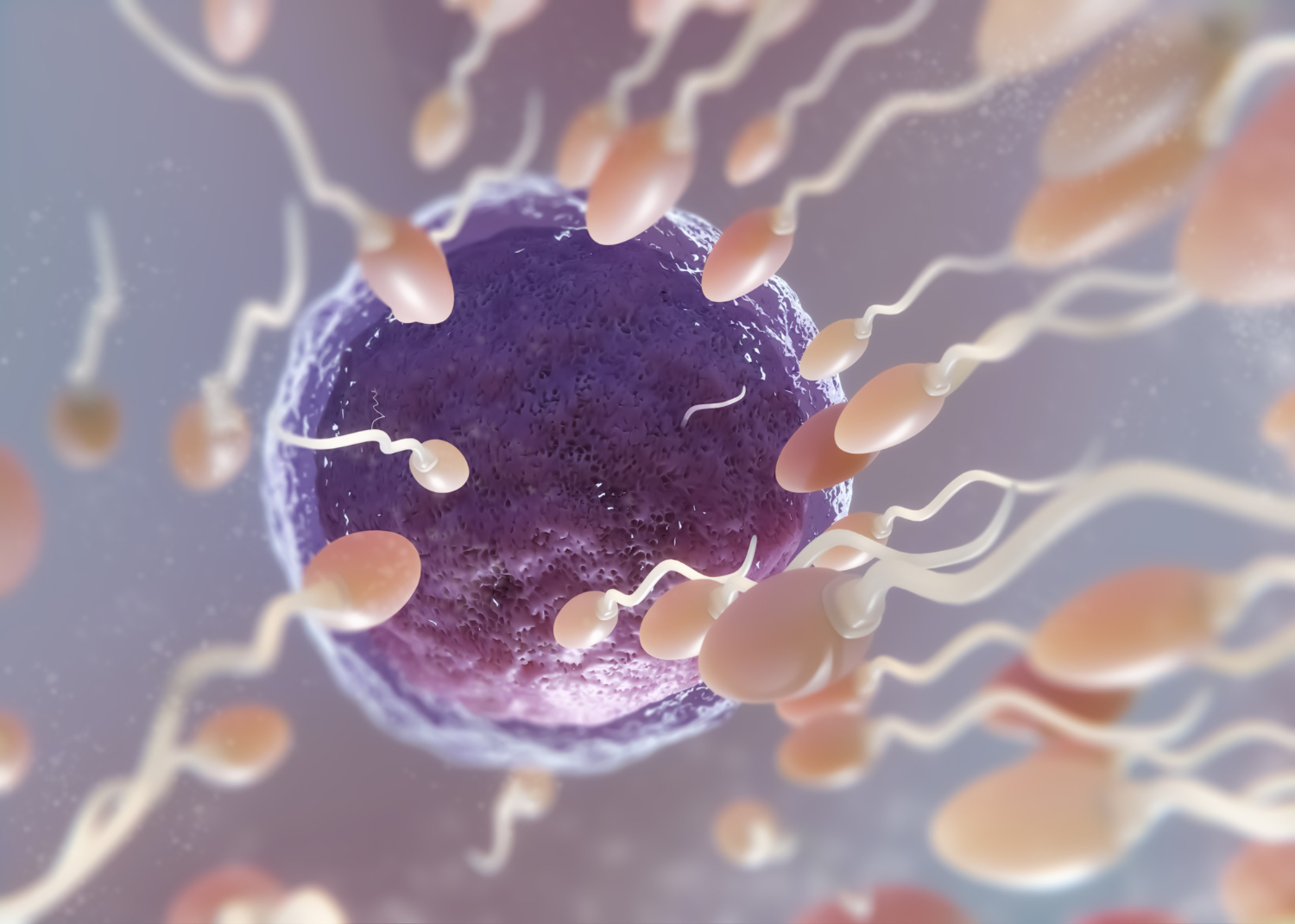 Fases da Espermatogênese Humana - Proliferação, Crescimento, Maturação, Espermiogênese (Imagem: FreePik.com)