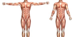 O corpo humano é um organismo surpreendente, complexo e intrigante. Neste artigo, você verá 7 curiosidades sobre o corpo humano que pouca gente sabe.