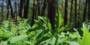 Você sabia que as plantas respiram através de suas raízes e “suam” pelas suas folhas? Entenda neste artigo como é a respiração e a transpiração das plantas e suas principais características.