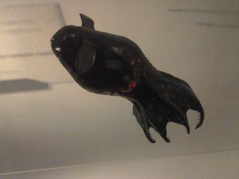 A lula-vampiro-do-inferno (Vampyroteuthis infernalis) é uma criatura do mar profundo.