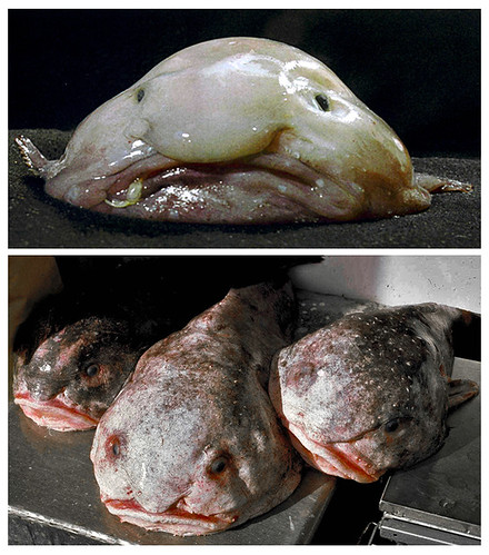 O peixe-bolha vive no fundo do oceano, onde pode estar muito escuro e frio.