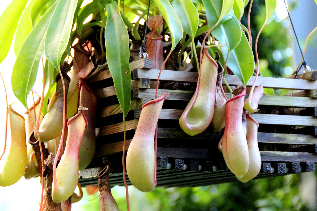 A Nepenthes spp. (ou plantas de jarro) é uma trepadeira perene que cresce em regiões tropicais.