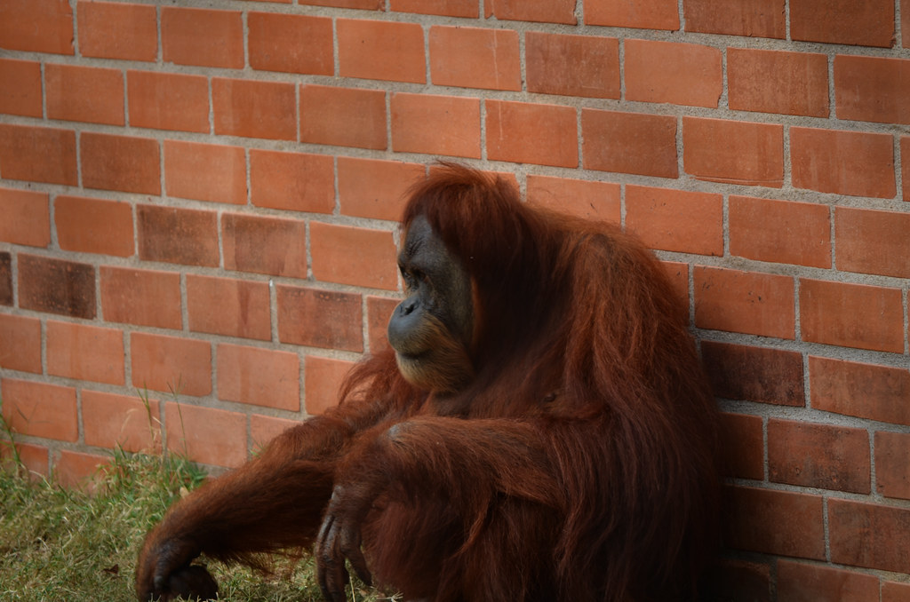 O orangotango é um grande primata que vive nas florestas tropicais. 
