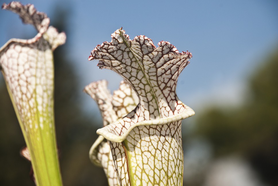 Sarracenia leucophylla é comumente conhecida como jarro de trombeta.