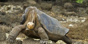 A tartaruga da Ilha Pinta Galápagos era a menor de todas as tartarugas de Galápagos.
