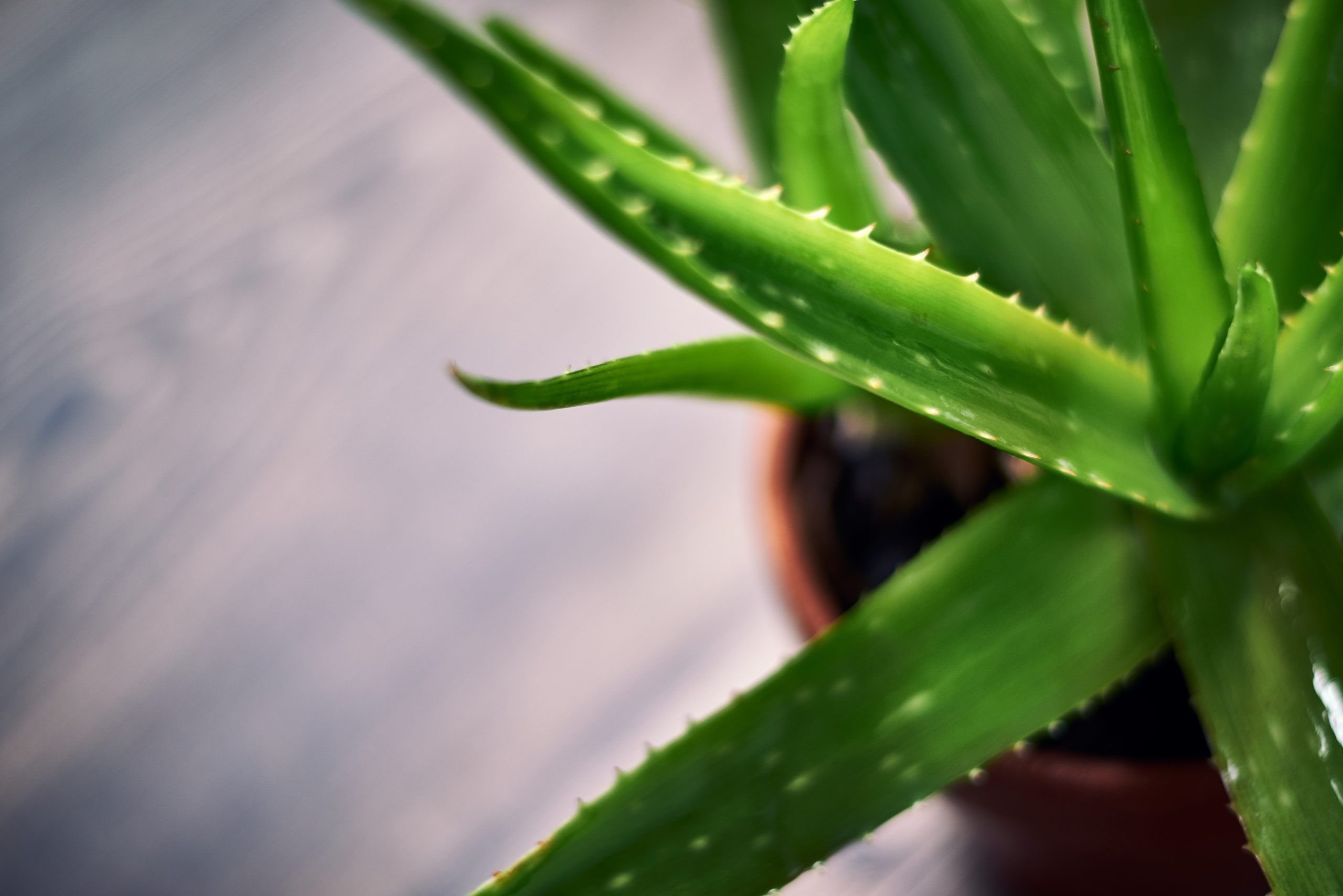 O Aloe Vera é uma planta que contém saponinas e pode causar vômitos, diarreia e dores de estômago quando ingerido.