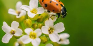 Selective focus shot of a ladybird beetle on a flower in afield captured on a sunny day