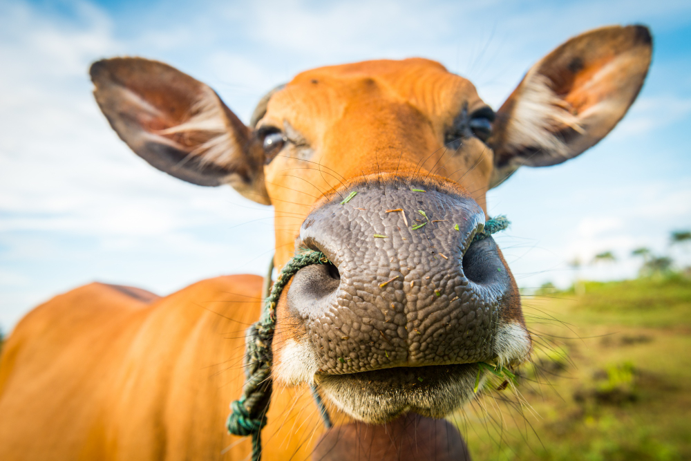 Entre os animais que já foram considerados sagrados está a vaca. 