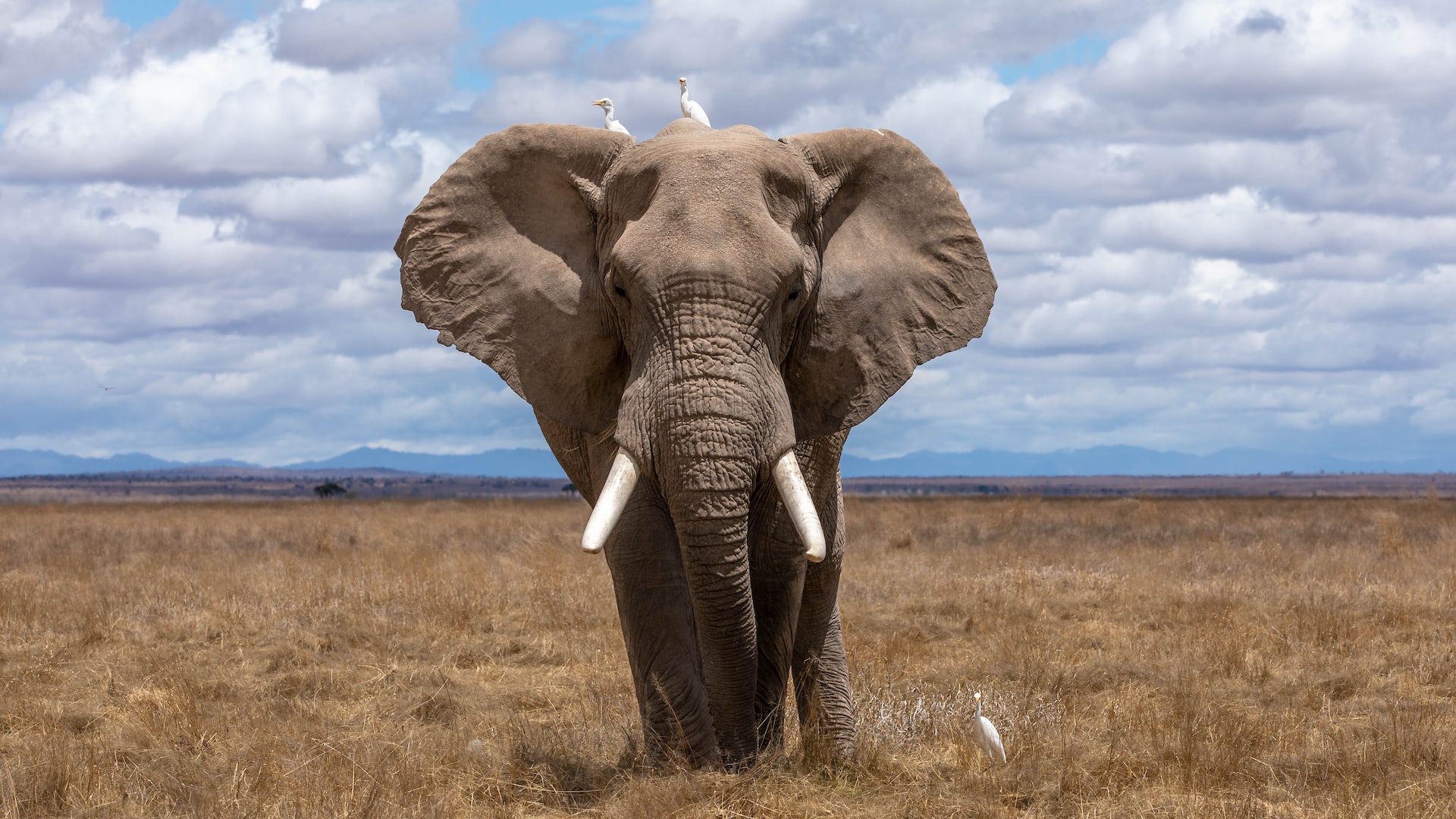 O elefante é considerado sagrado por várias culturas
