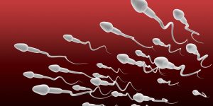 Espermatozoide conheça a célula reprodutiva masculina