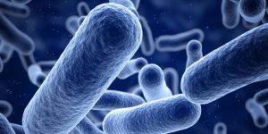 Bactérias - O que são Estrutura celular, Reprodução, Classificação, Alimentação e mais