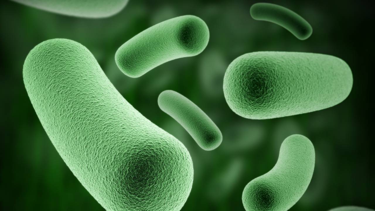 Bactérias principais características gerais (resumo)
