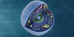 Citoplasma - O que é Composição, Funções, Organização dentro da célula e mais
