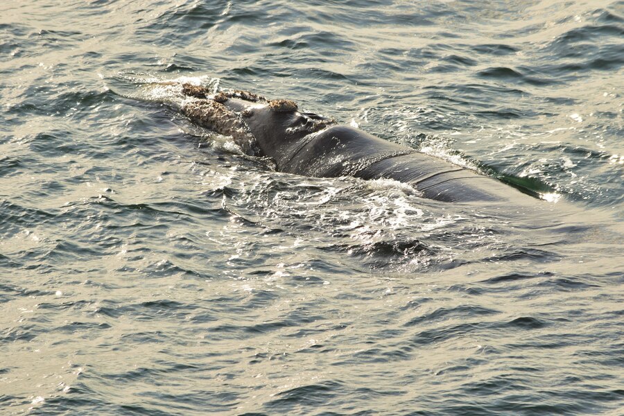 A baleia-franca (Eubalaena australis) procura a região Sul do Brasil para se reproduzir.